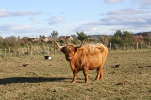 love highland cattle, but not the methane they produce