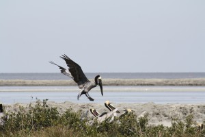 Nesting brown pelicans on Raccoon Island