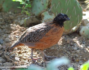 Did you know that a subspecies of northern bobwhite, the masked bobwhite, is listed in Appendix I? The species disappeared from the US and has since been reintroduced in Arizona, but there are still only a few hundred birds here.