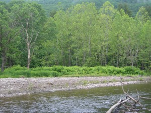 Japanese knotweed is a problem along this river bank in NH