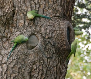 Ring-necked parakeets, now an established population in the UK. Image from the GB non-native species secretariat, under Crown copyright.