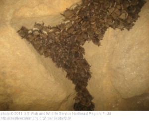 "Bat survey in Ohio"