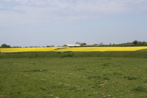 The yellow flowers are in a tilled field- pretty to look at, but not really offering a lot to wildlife