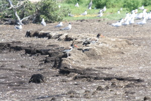 These birds nest on what once was a much larger island- as you can see, tidal and storm erosion are eating away at their habitat, a bit at a time