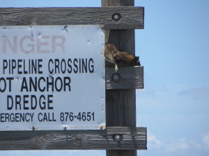I found these two raccoons sleeping in the sun on a pipeline sign in the canal- I know they can swim back to dry land, but I also know that there are bigger creatures than raccoons hanging out in the canal