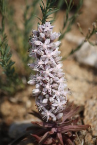 This is the only succulent found in the Gobi Steppe near Choyr, Mongolia- should we be concerned about its survival?