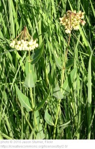 Mead's milkweed (Asclepias meadii) needs different environmental conditions at different life stages.