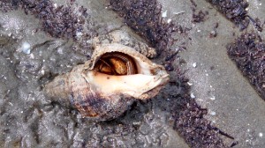 I found this hermit crab on an island in Barataria Bay, Louisiana as the tide was dropping.