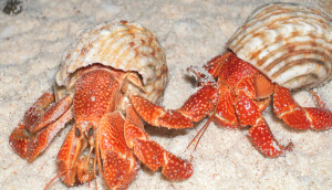 USFWS Photo- two hermit crabs in Baker Island National Wildlife Refuge