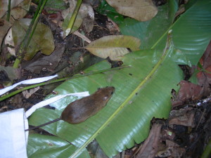 This rat lives in Bolivia's rainforest- one question researchers have is how logging practices impact rodents in a habitat where travel between places is often by hanging vines