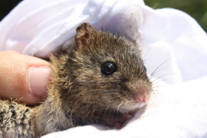 I'm curious about why this marsh rice rat was the only one caught day, while house mice were abundant