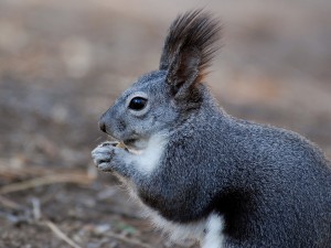 Tassle-eared (or Aberti's) squirrels require ponderosa pine habitat (Photo courtesy NPS)