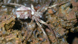 A Kauai cave wolf spider transporting young- these cave dwellers have lost their eyes. Photo by Wendy Kashida/USFWS