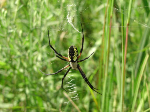 I imagine many people have seen garden spiders like this one- photo courtesy of USFWS