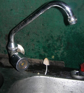 This mushroom in our field kitchen was around for 3 days- if we hadn't been there at the right time, I wouldn't have found it.