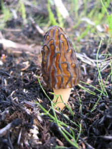 This morel is growing in an area recovering from fire. Photo by S. Kropidlowski/USFWA