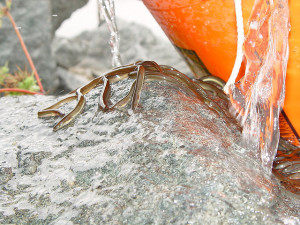 These juvenile eels are moving around obstructions on the Susquehanna River. Photo courtesy of Maryland Fishery Resources Office, USFWS.
