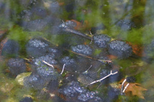 These wood frog eggs were laid in an ephemeral pool because ponds with year-round water provide habitat to bull frogs and other animals that will eat frog eggs. Photo courtesy of Connecticutbirder- license
