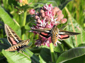 Hummingbird moth on milkweed (and there are many different varieties of milkweed to choose from when planting!) Photo by T. Koerner and courtesy of USFWS. License
