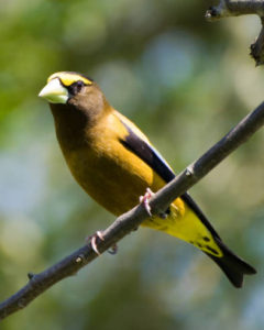 Evening grosbeaks are one boreal species that has seen dramatic population declines. Photo by G Gentry and courtesy of USFWS
