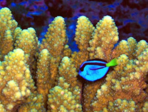 Demand for blue tangs in aquaria was originally satisfied by capturing these fish in the wild, a practice with big repercussions for the wild populations. Photo by J Maragos and courtesy of USFWS.